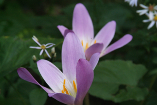 Colchicum autumnaleHerfsttijloos (heemplant) bestellen